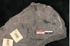 Foto (Detailansicht) von Thinfeldia lunzensis Ettingshausen (NHMW-GEO-2024-0188-10589)